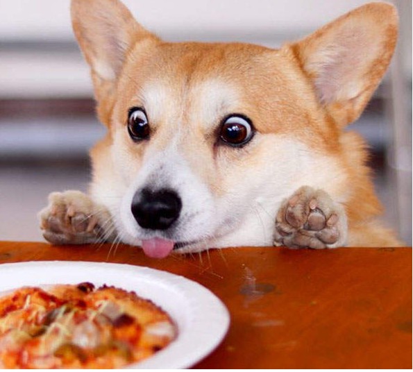 <b>ֻ500Ϸ»genthecorgi稔ըʦı</b>