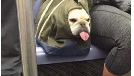 <b>ֹװIGbagdogsﲻֻ500</b>