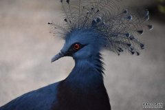 <b>֮һάǹFͷڴëɫһ</b>