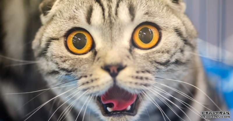 欧亿 请问猫奴《