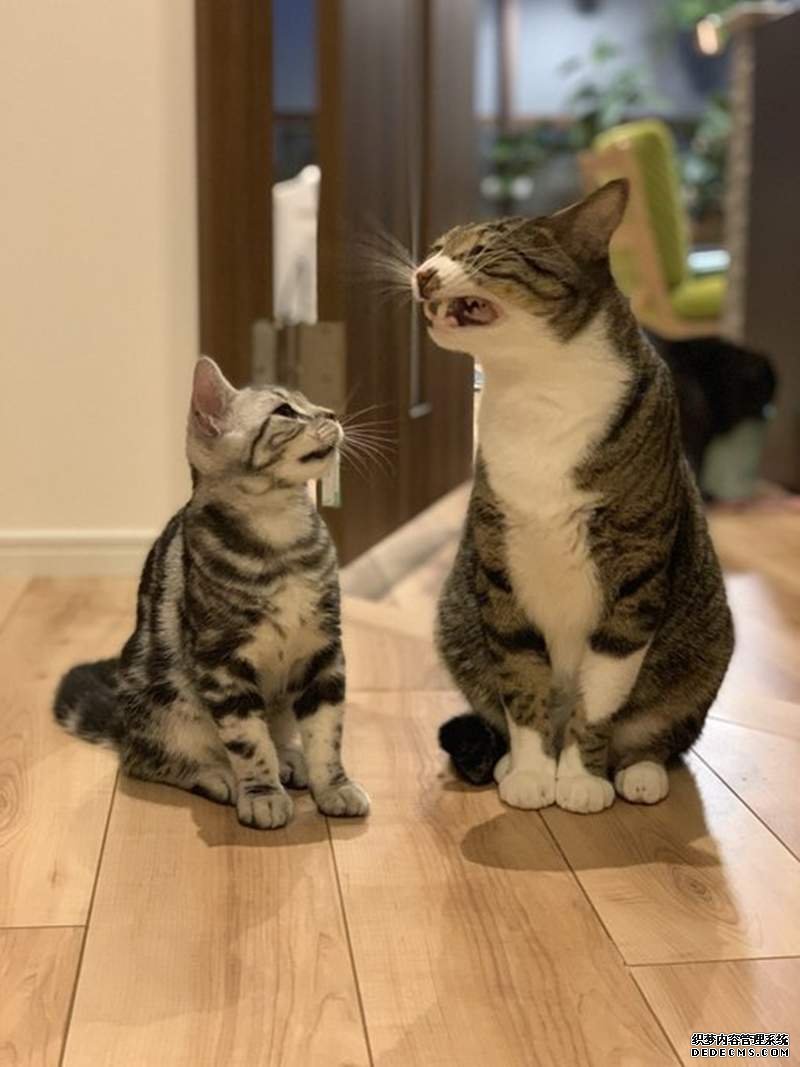欧亿账号注册 极具影响力的“猫