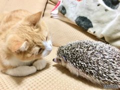 /a/hawowen/2019/1015/2748.html