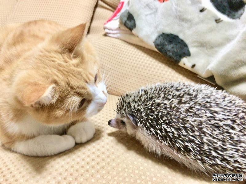 ŷƽ̨
