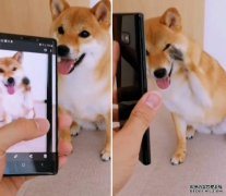 <b>ŷƽ̨ƬƶShiba inuһֻɰShiba i</b>