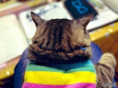 <b>ֻ500֪ɰĵ㡰pet back of the head̼</b>