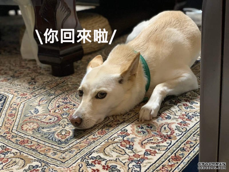 大只500平台官方