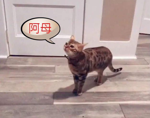 大只500平台怎么样