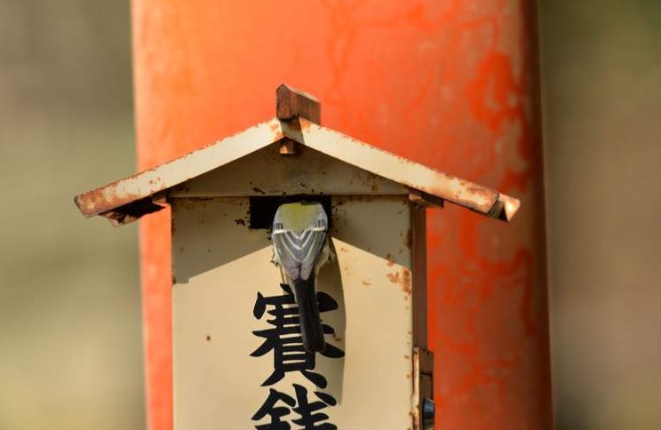 大只500平台有信誉吗