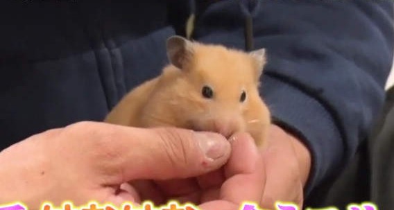 大只500精选