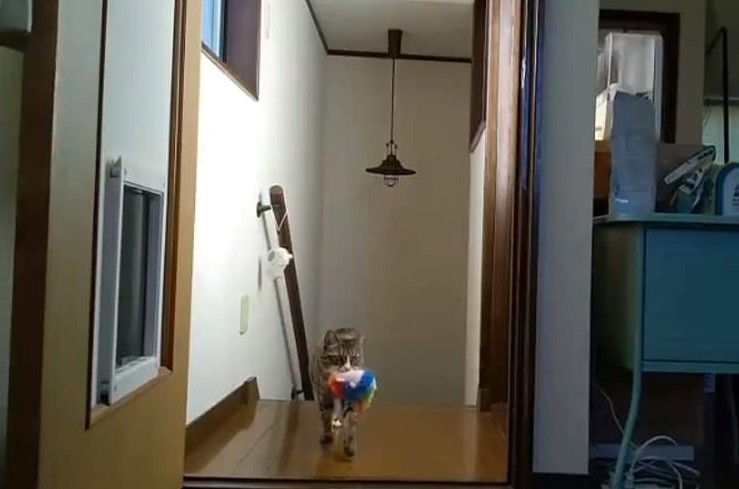 大只500精选