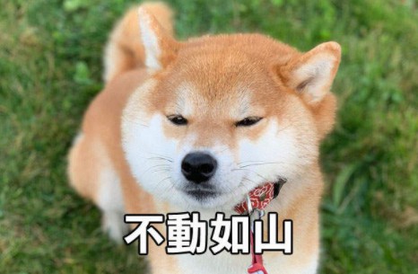 大只500历史
