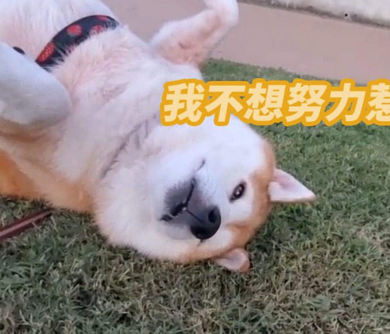 大只500历史