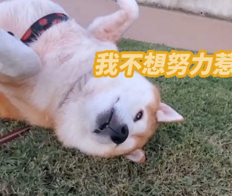 大只500平台好吗