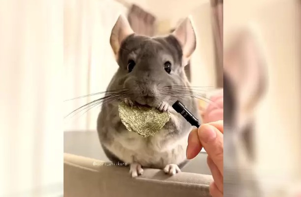九目妖好文
