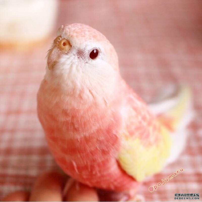 欧亿平台怎么样 基本鹦鹉界