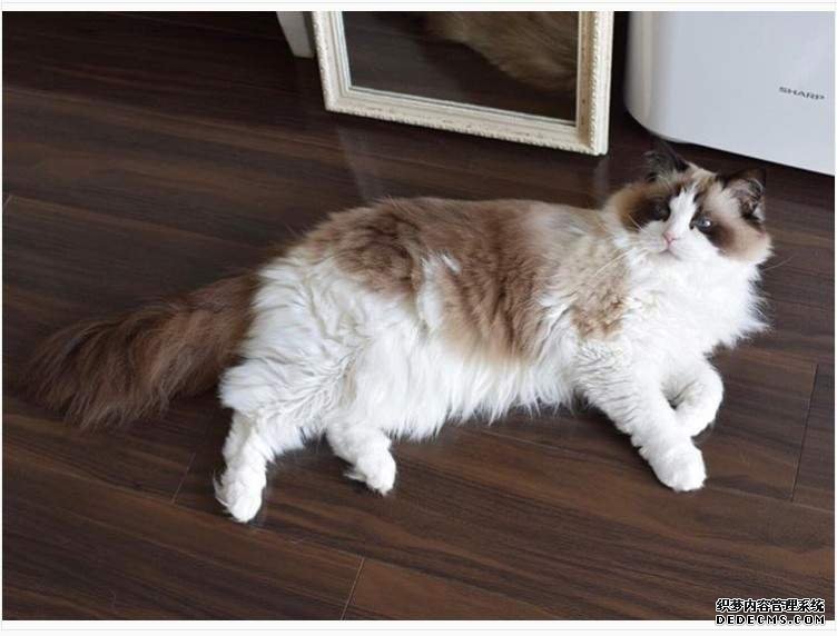欧亿感动收录 养猫才懂的