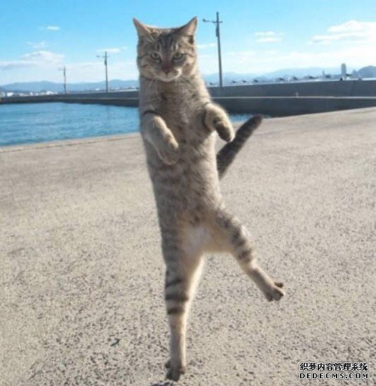 欧亿平台好吗 《站立的猫相册
