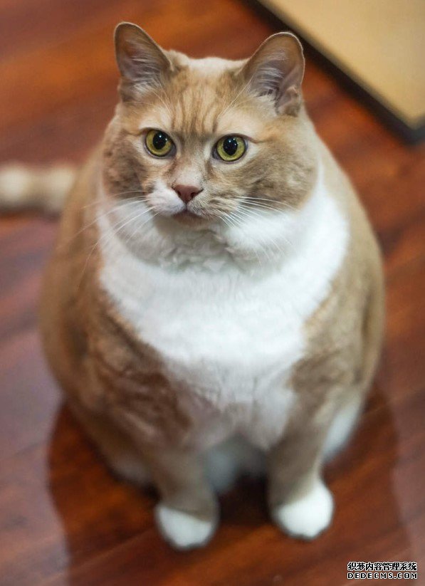 欧亿平台怎么样 “瘦橙猫”开始