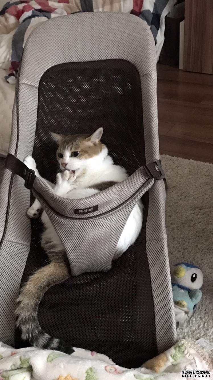 欧亿历史 “猫在婴儿摇椅