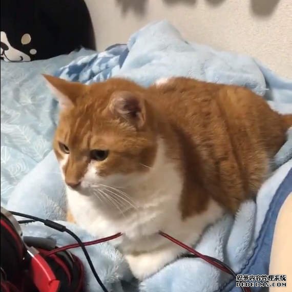 欧亿网址 猫在地震下