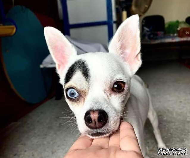 欧亿动物文 长相奇特《