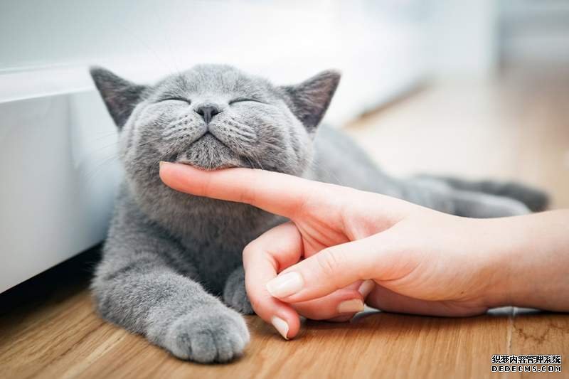 欧亿感动收录 请问猫奴《