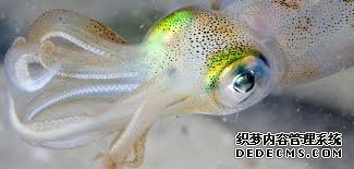 杏耀平台历史 鰻魚的痛