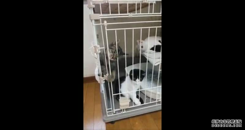 欧亿精选 體的《貓