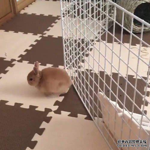 欧亿网址 完全液體《兔子
