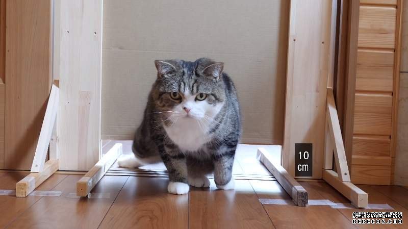 欧亿平台官方 猜猜猫骨头有