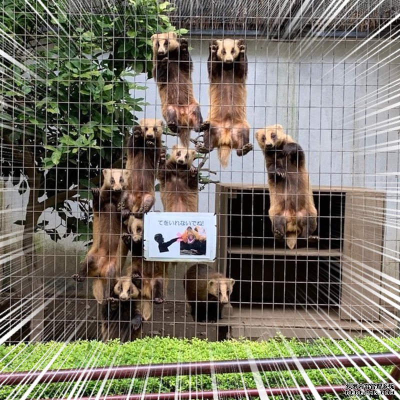 九目妖 等待喂食的日本蟑