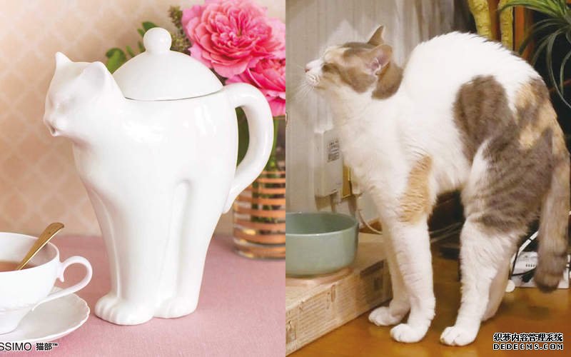 大只500注册 “猫舒展茶壶”