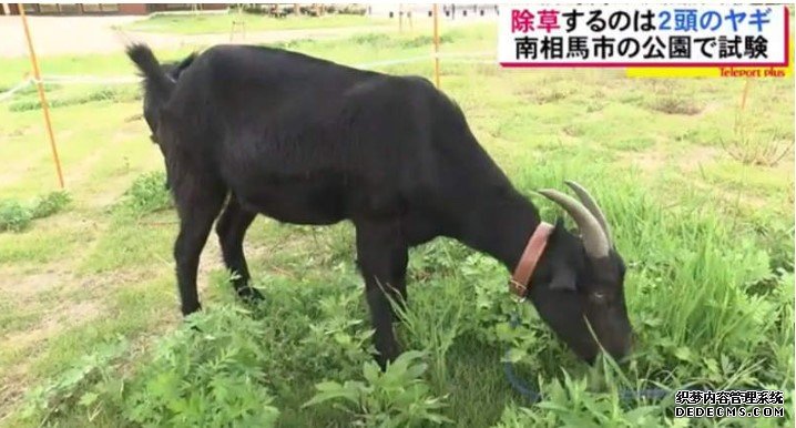 大只500注册园带来治