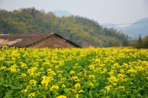 大只500平台靠谱吗