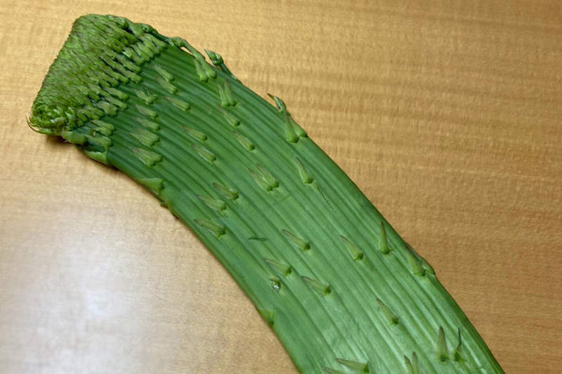大只500注册