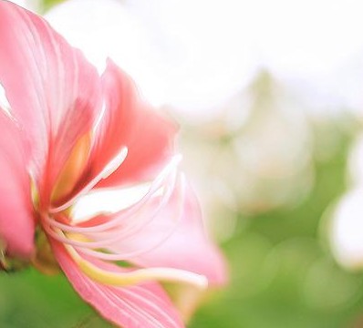 大只500总代理