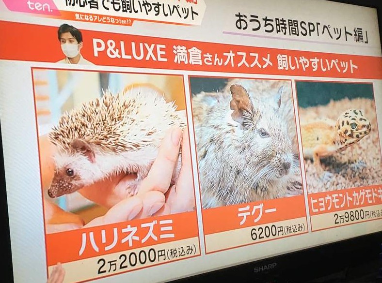 大只500历史