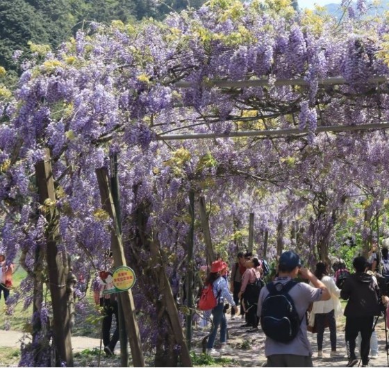 大只500地址